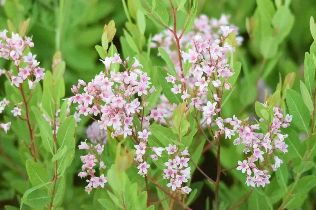 バシクルモン、ミズトンボソウ