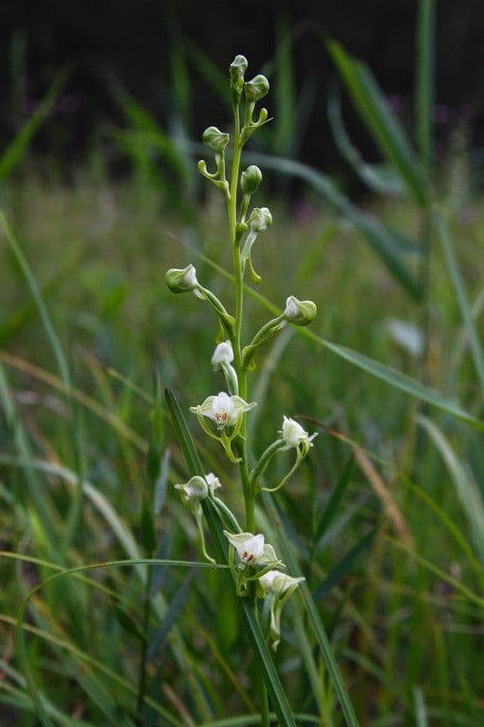 バシクルモン、ミズトンボソウ