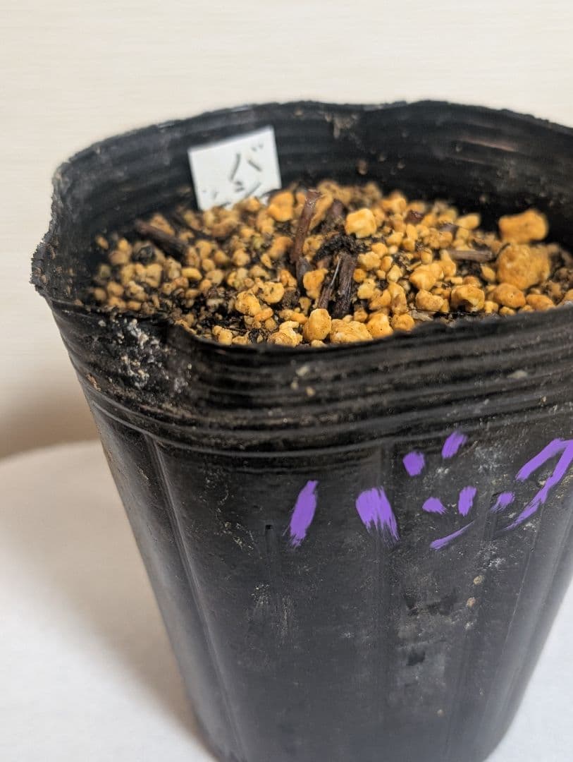 バシクルモン、ミズトンボソウ