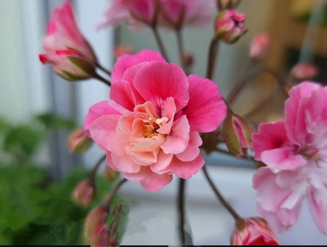 超新品珍しいゼラニウム苗