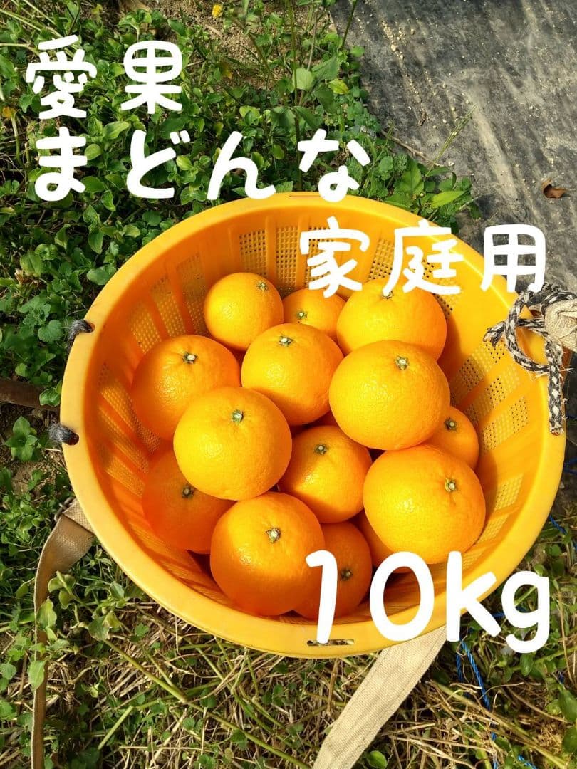 311愛果 まどんな 家庭用 10kg