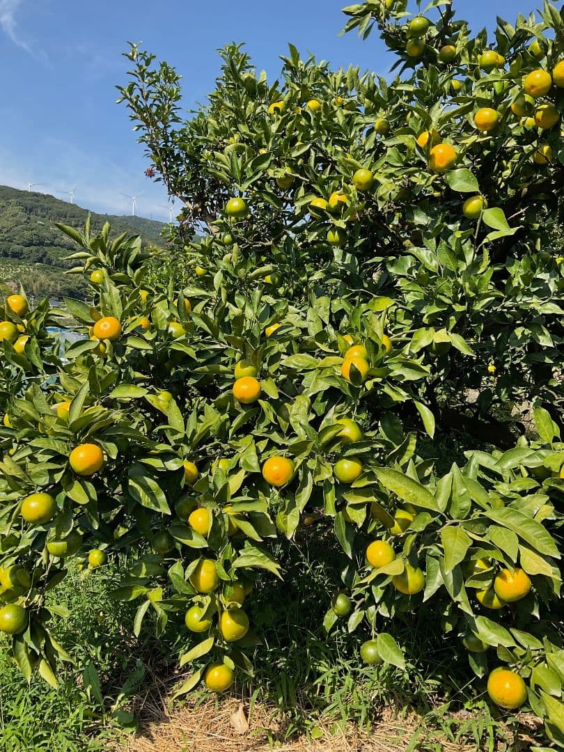 和歌山県由良町　ゆら早生　秀品10kg