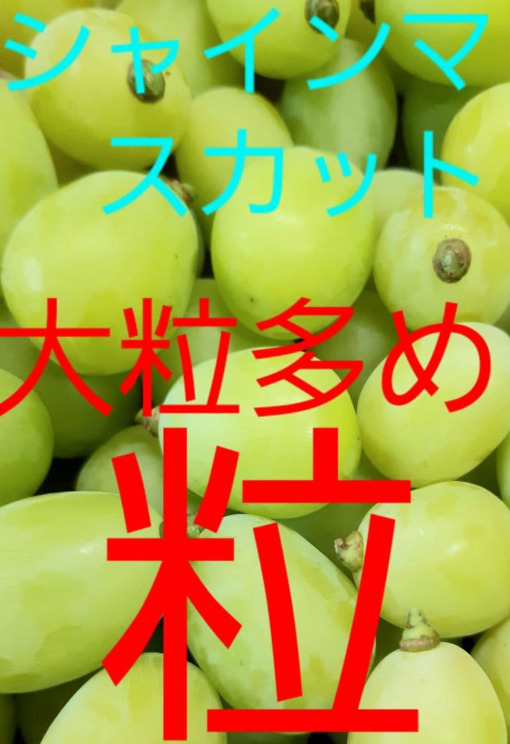 シャインマスカット大粒多め入り増量の、徳用5.5キロ入りの粒バック入りになります