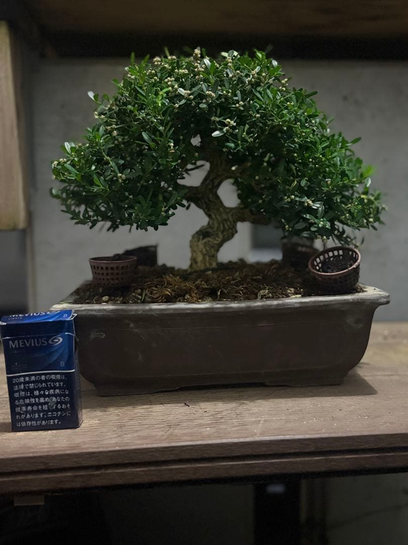 台湾ツゲ　タイワンツゲ　盆栽