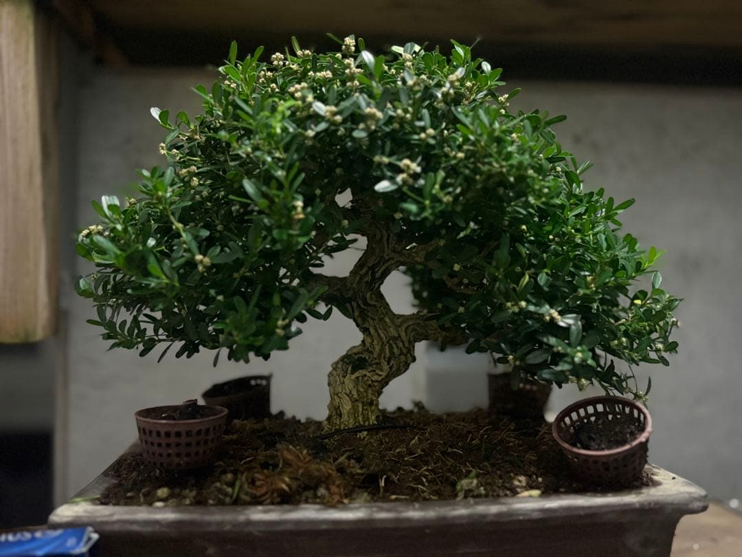 台湾ツゲ　タイワンツゲ　盆栽