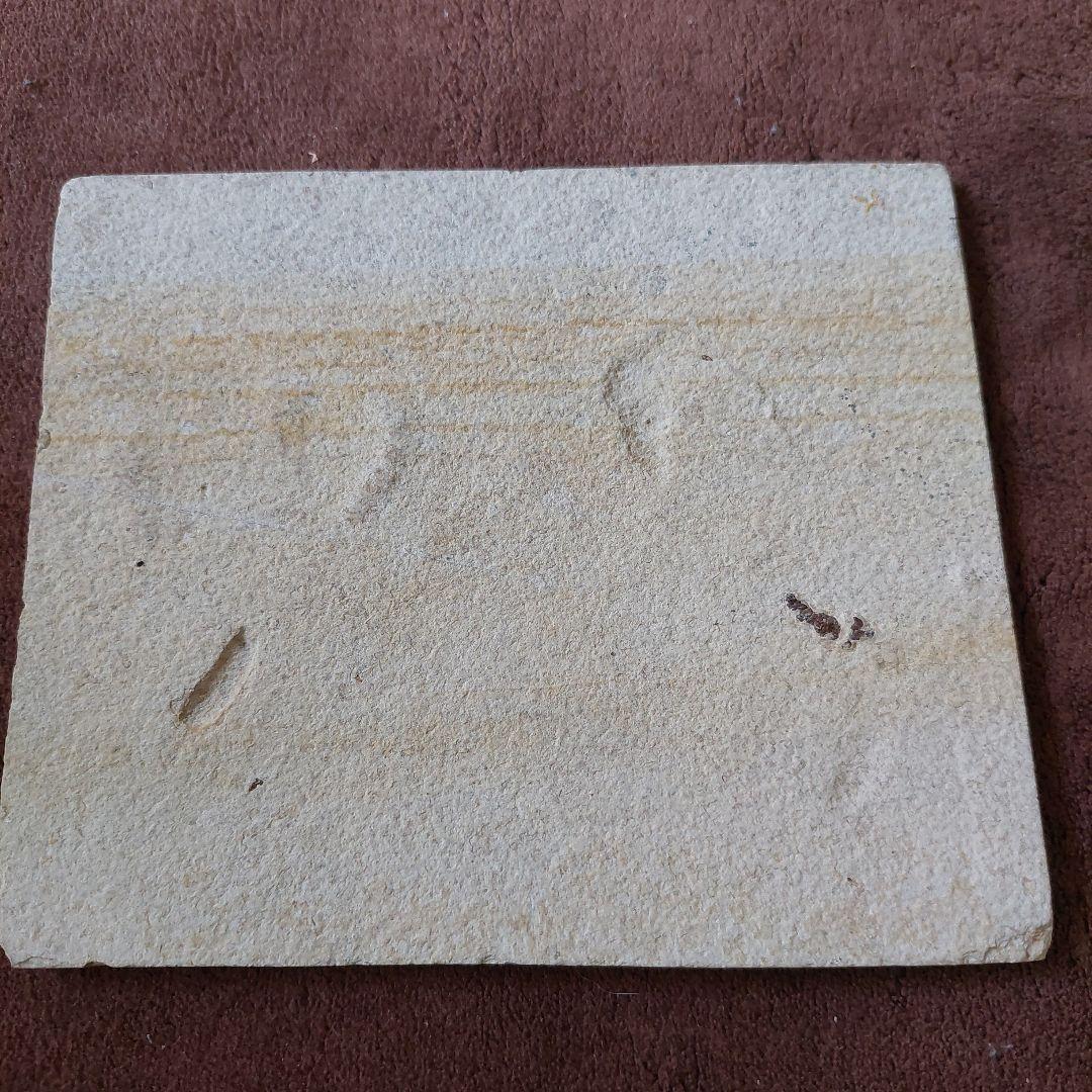 古代魚　化石　アメリカで購入