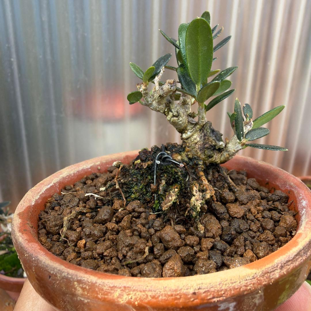 姫オリーブ小品盆栽