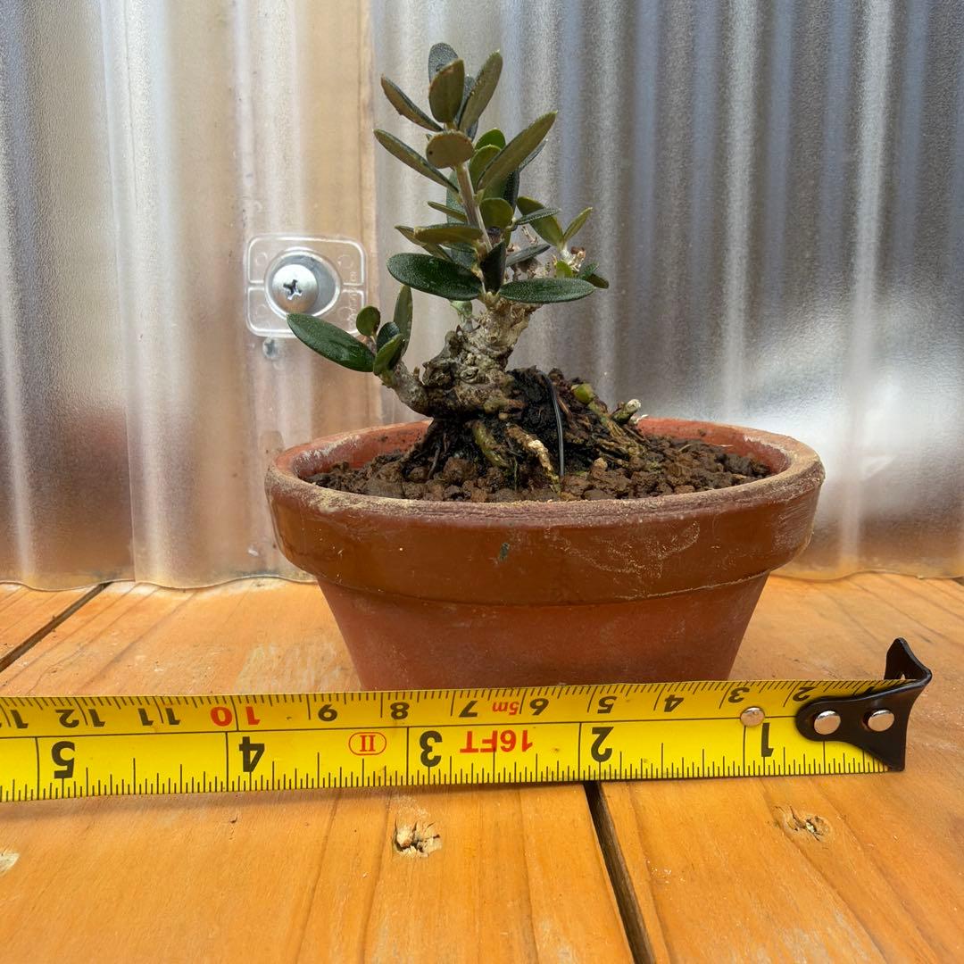 姫オリーブ小品盆栽