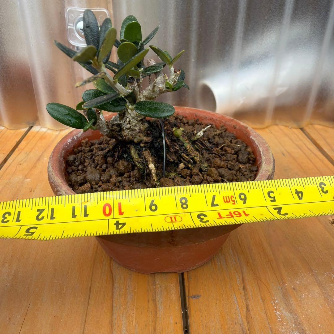 姫オリーブ小品盆栽