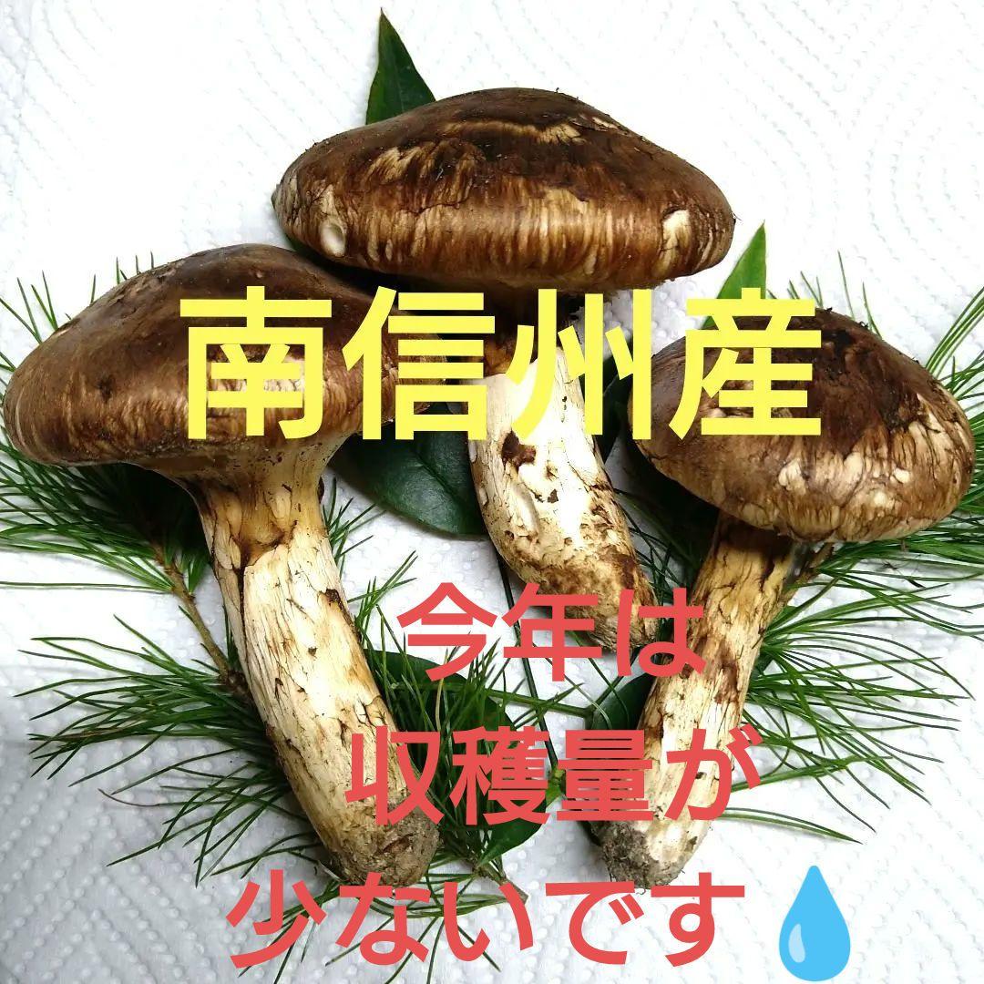 54.南信州産松茸約106g