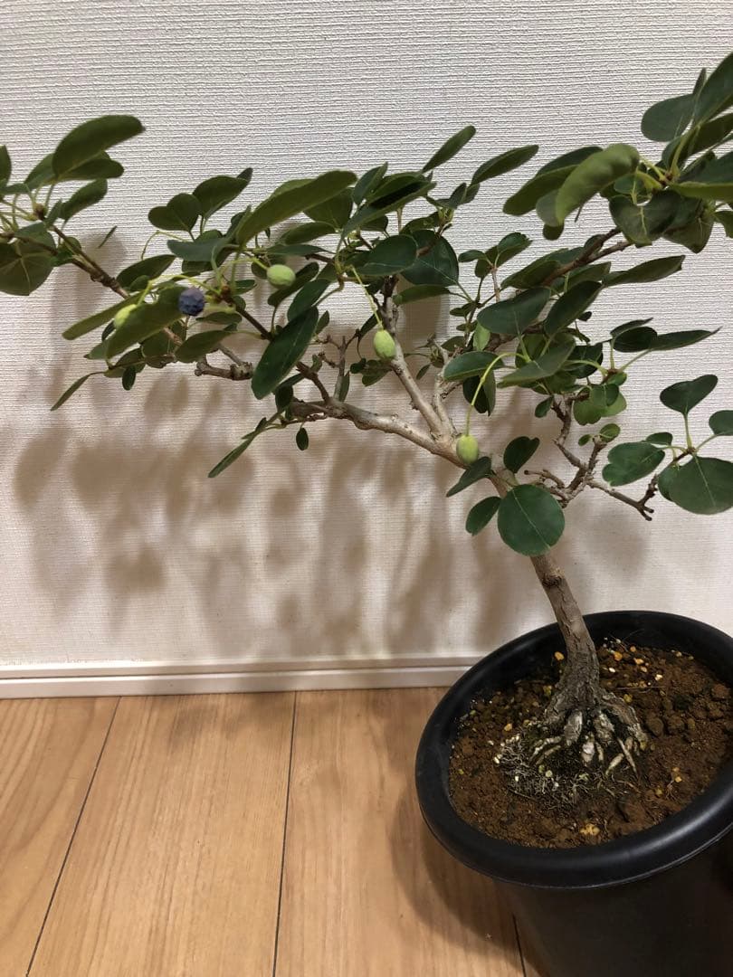 ナンジモンジャ ヒトツバタコ 盆栽