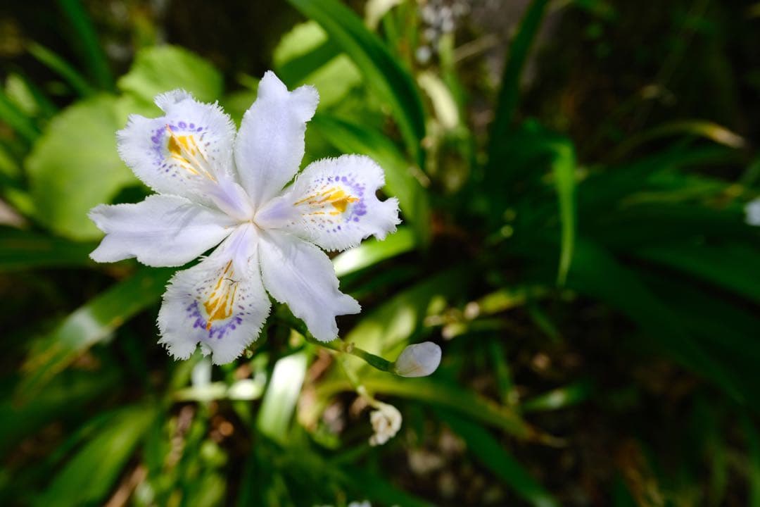 FUJIFILM 14mm F2.8 単焦点レンズ レンズフィルター付き