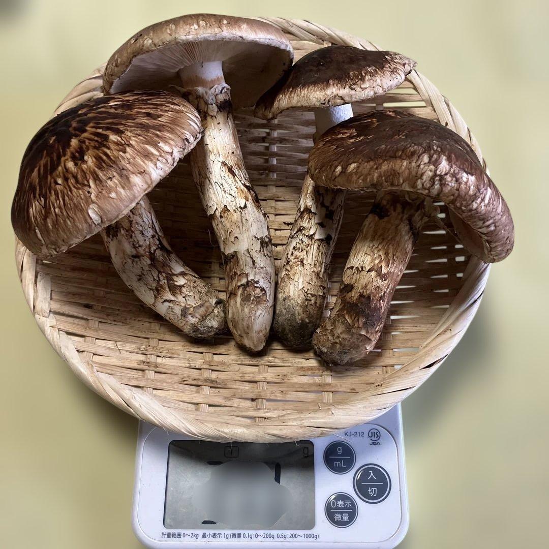 岩手県産松茸　370g