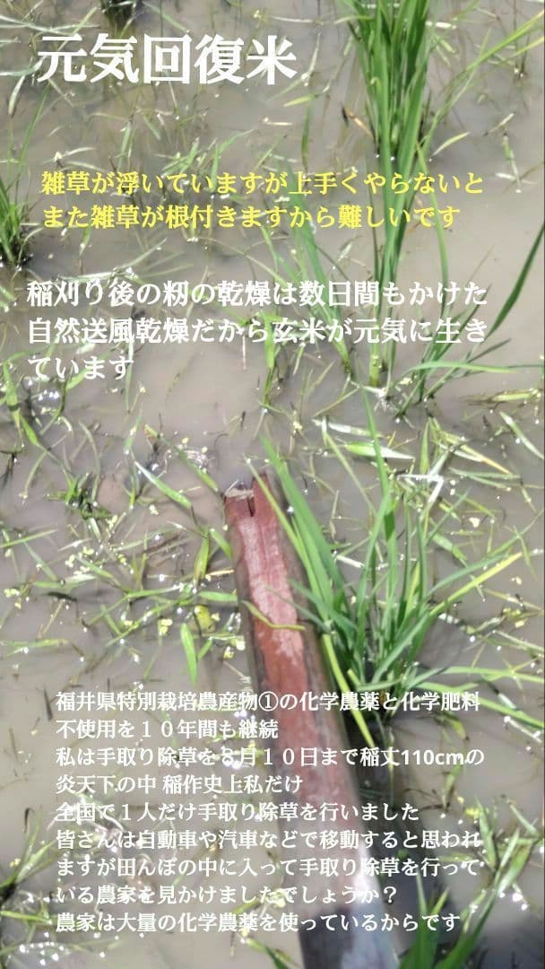 手取り除草は全国で１人だけ ７年産コシヒカリ 元気な玄米10kg農薬等不使用