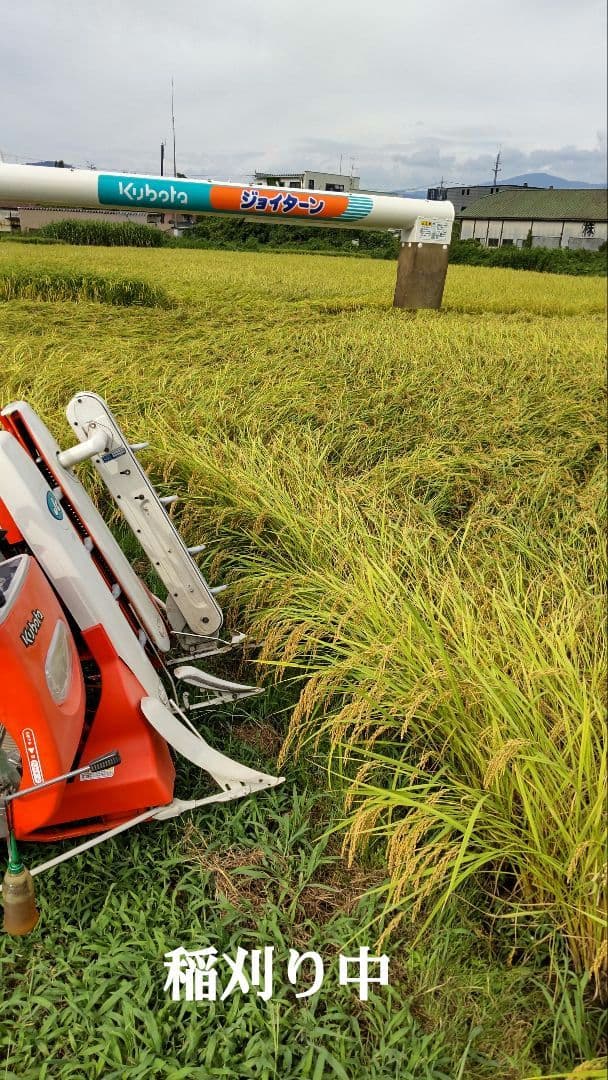 手取り除草は全国で１人だけ ７年産コシヒカリ 元気な玄米10kg農薬等不使用