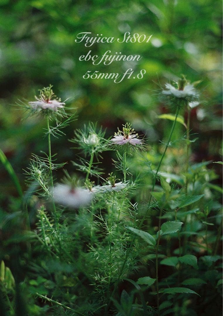 ★完動品＊美品★fujica st801／fujinon f1.8★初期保証