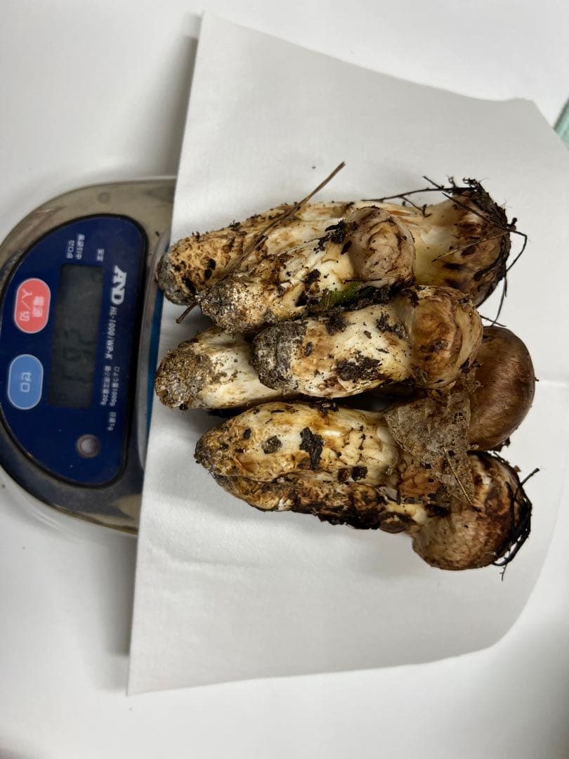 山形県産　松茸