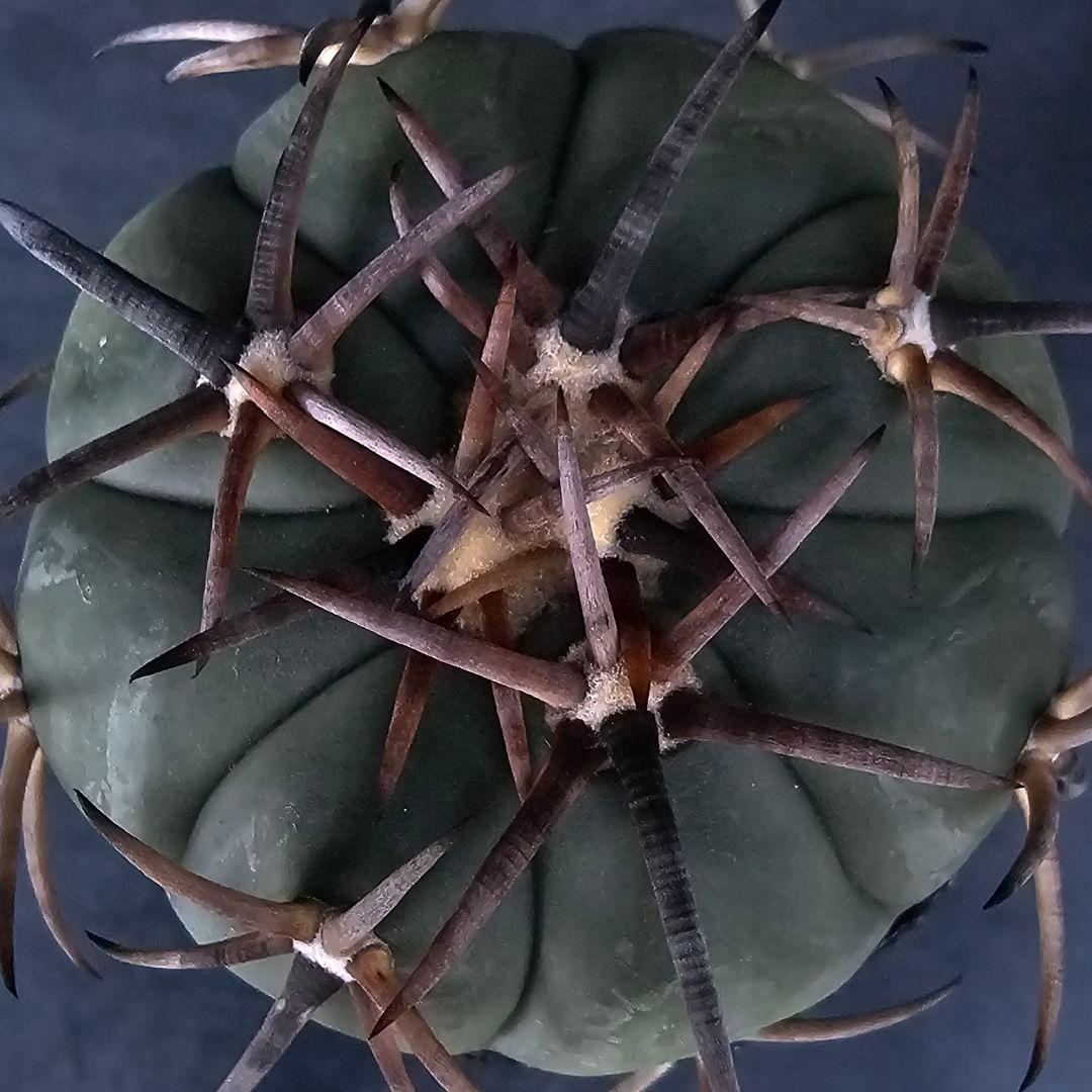 メルカリ便発送☆サボテン エキノカクタス属 雷帝×花王丸(実生苗です)