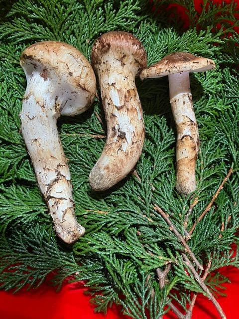 国産松茸 長野県産　(一部訳あり)