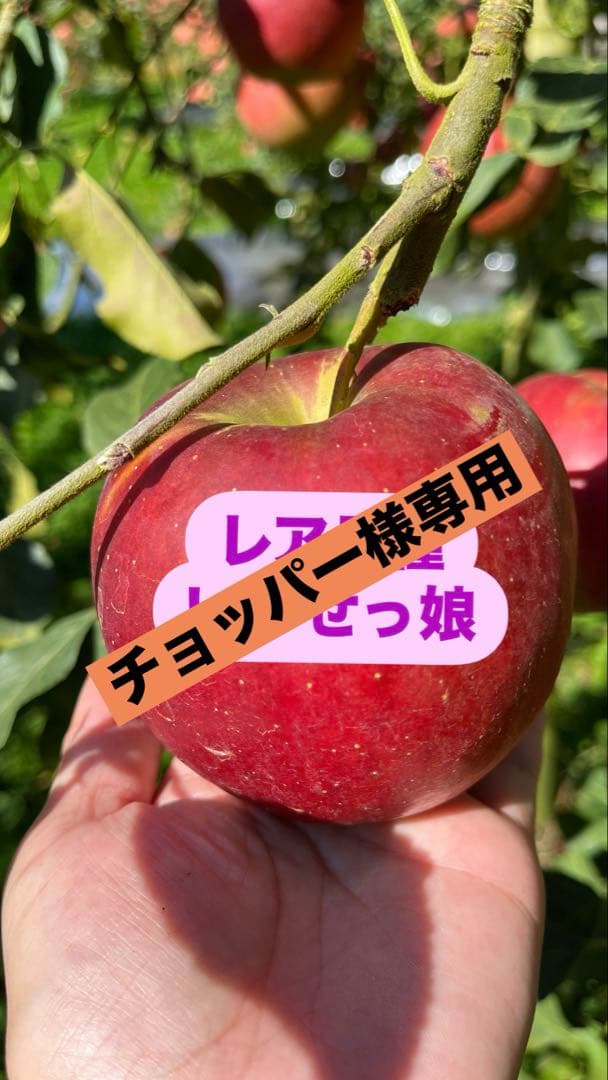 いわせっ娘【チョッパー様】２箱セット