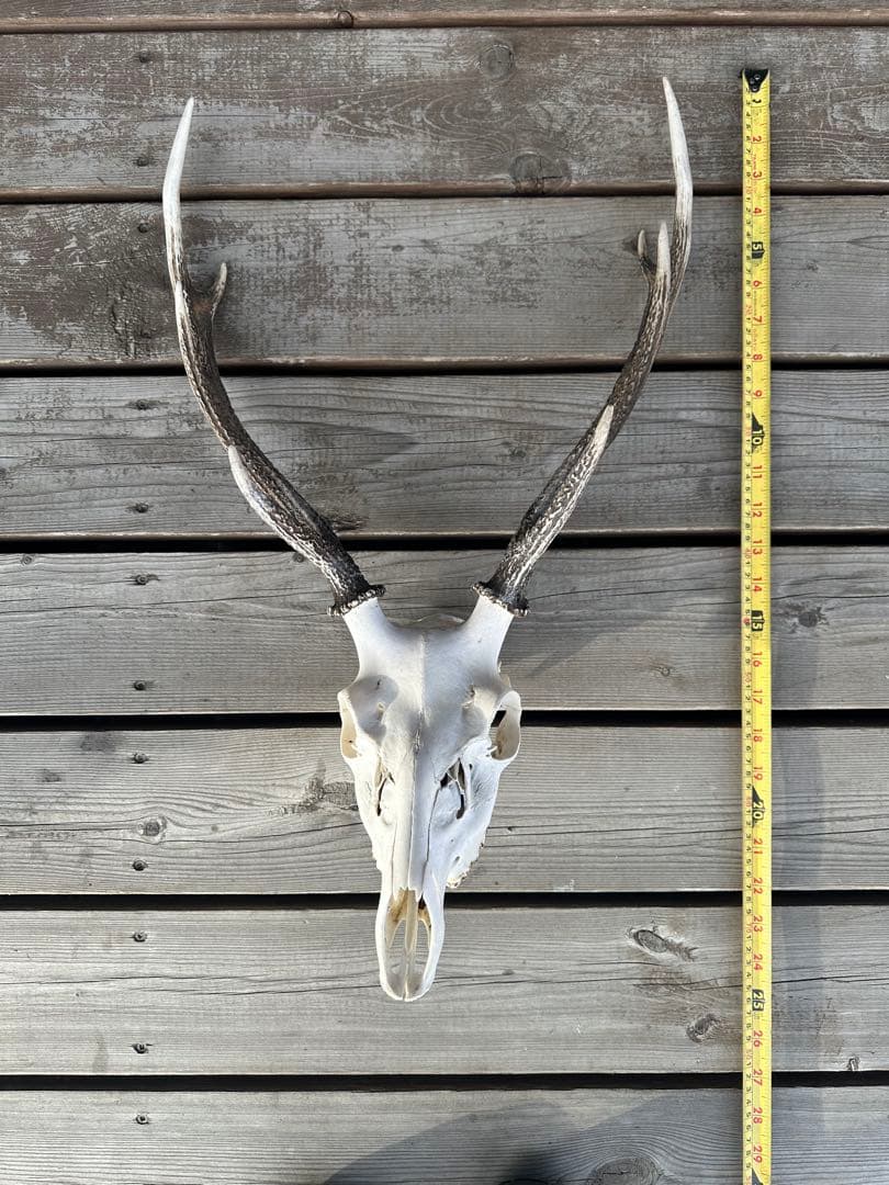 K.J ハンティングトロフィー