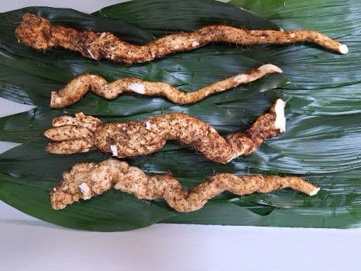 天然自然薯　2・1kg