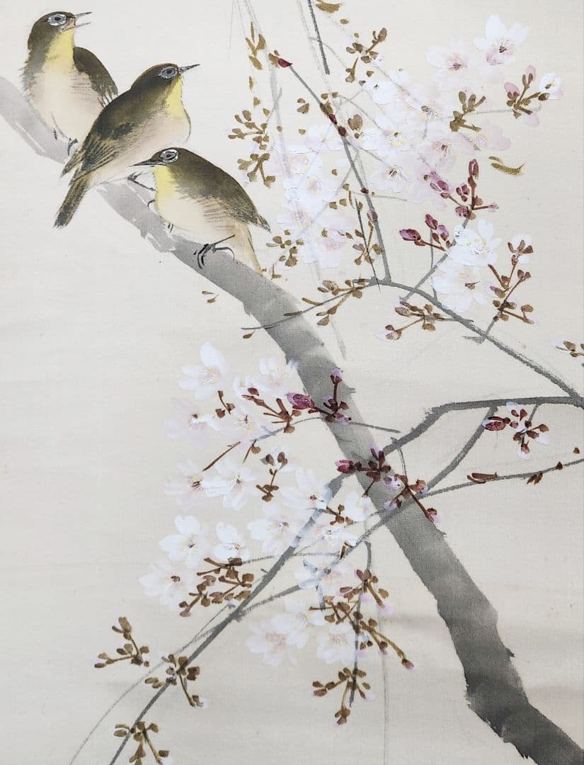 【桜花目白図】今井景樹 2669 サクラにメジロ 共箱 掛け軸 肉筆