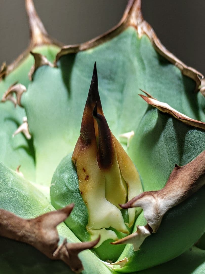 アガベ　オテロイ実生株