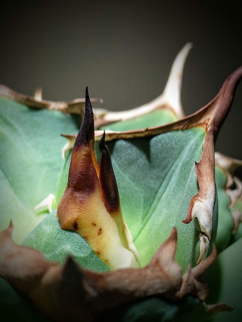 アガベ　オテロイ実生株