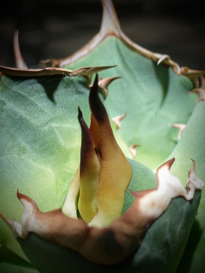 アガベ　オテロイ実生株