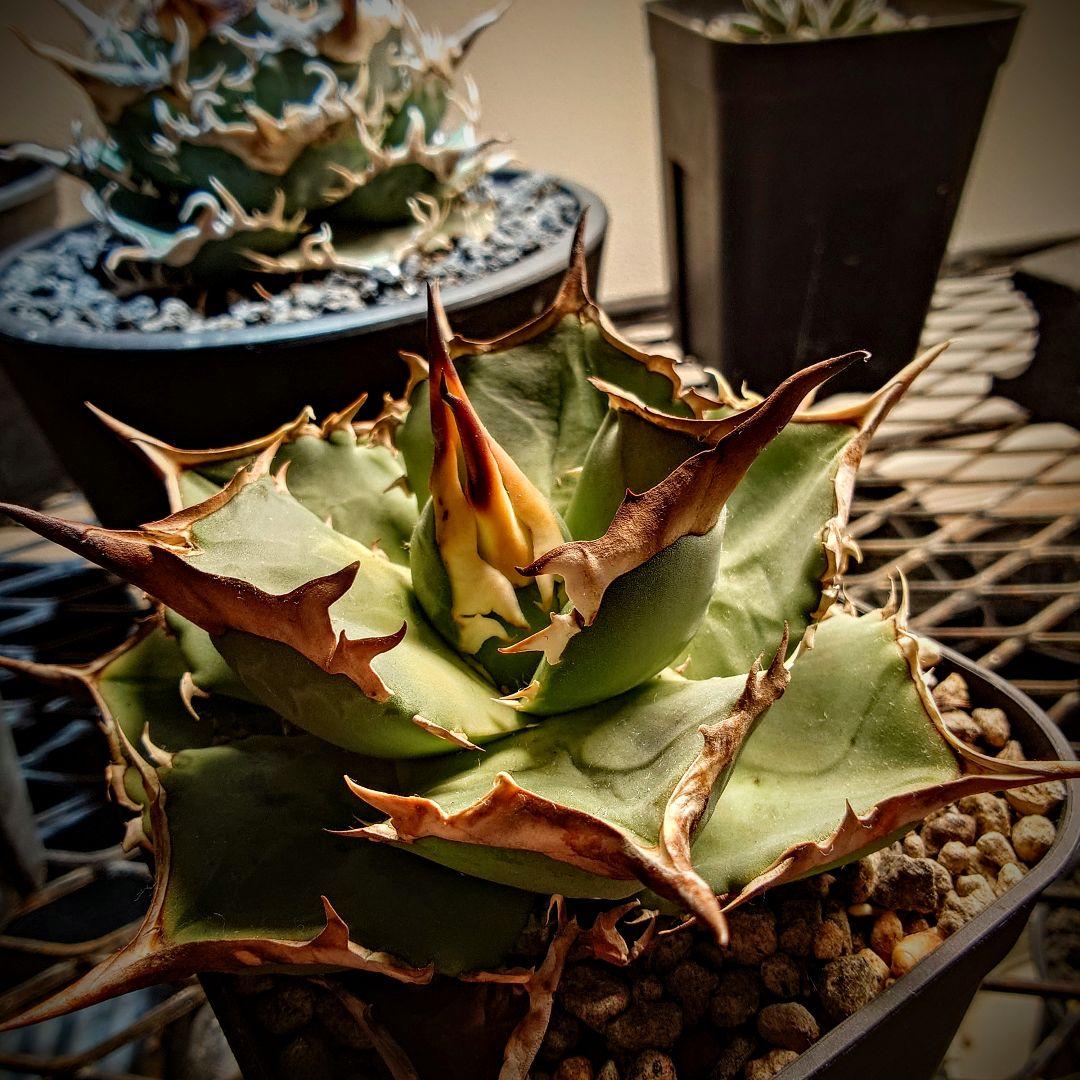 アガベ　オテロイ実生株