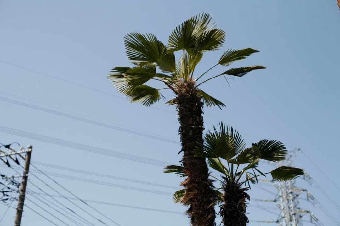 フィルムカメラ PENTAX SMC TAKUMAR f1.4 50mm M42 L75