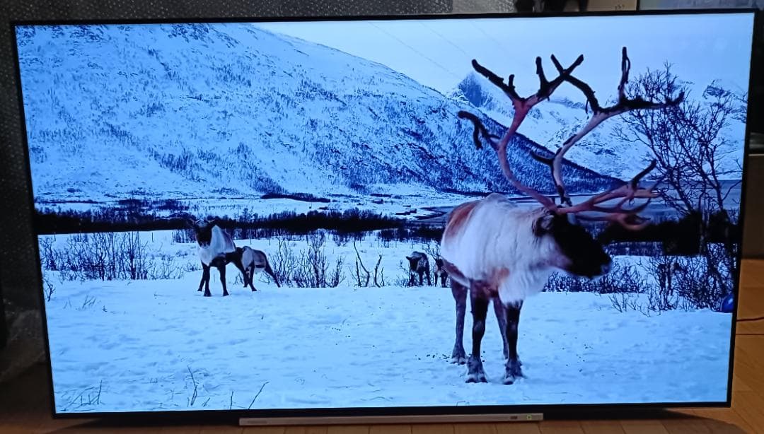 値下げ‼️19年製東芝REGZA 55V型55X920 4K有機EL