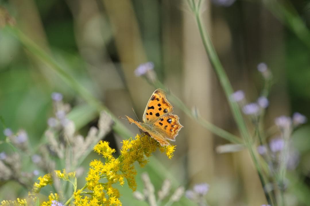 Sigma AF Apo Tele Macro 400mm f5.6 Fマウント