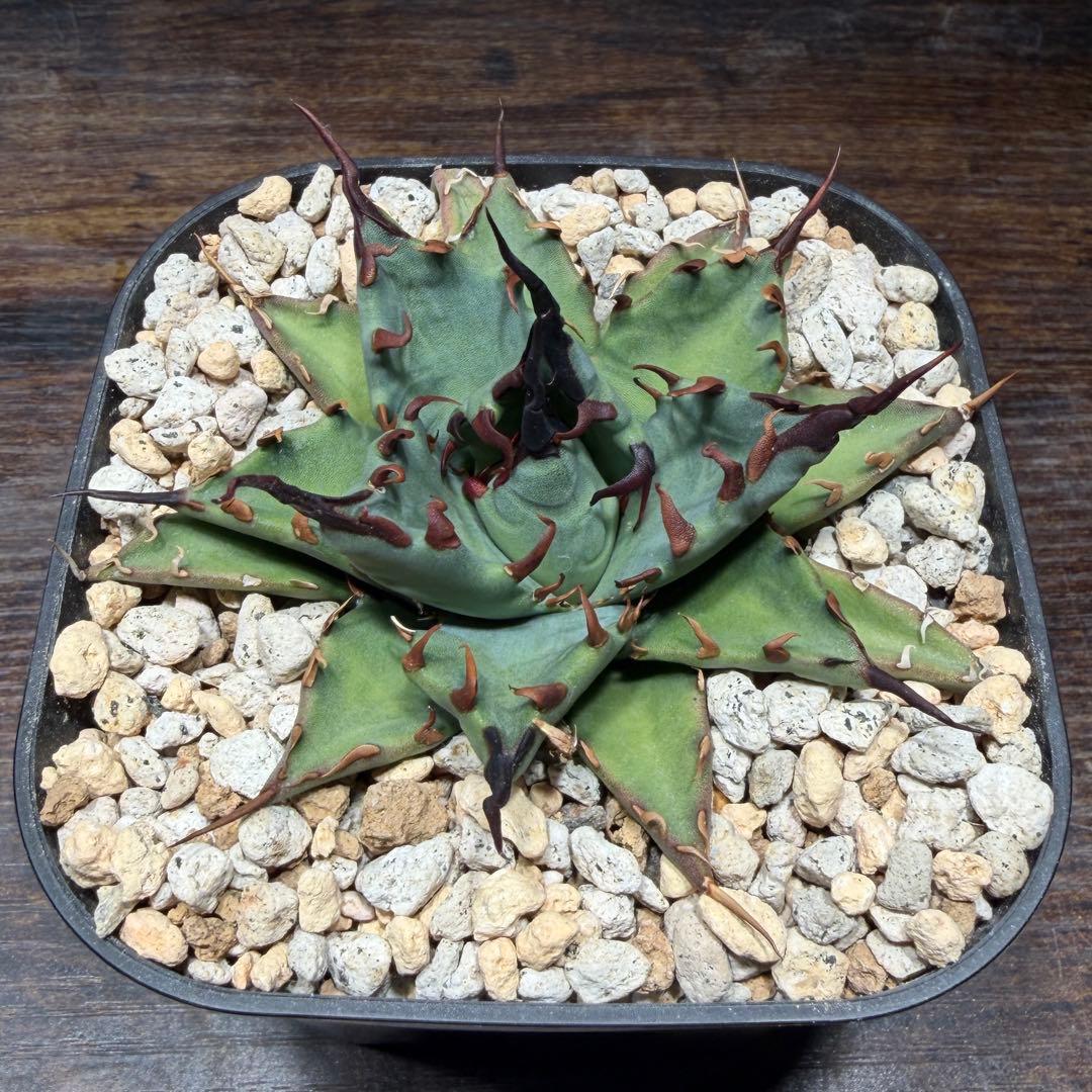 アガベ　【姫厳龍×妖炎】