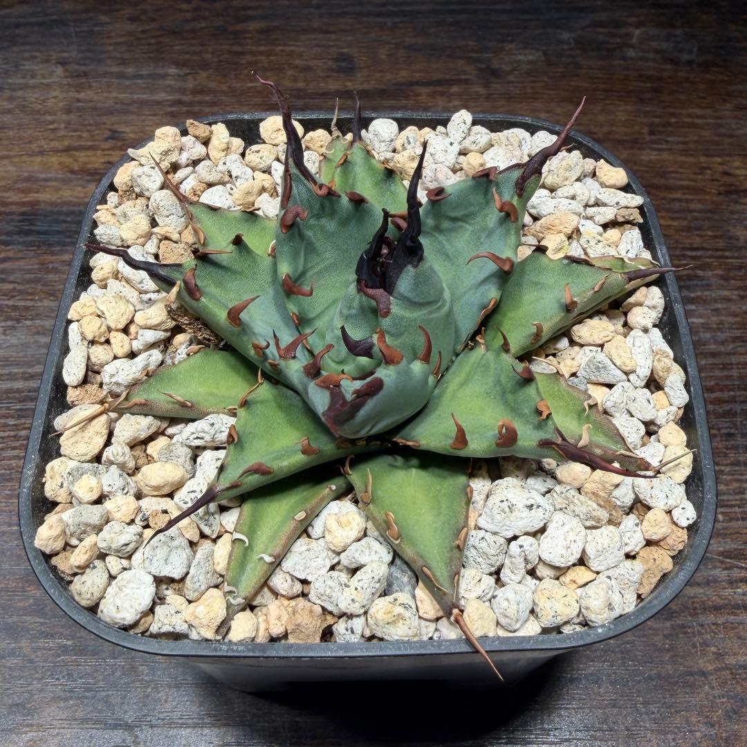 アガベ　【姫厳龍×妖炎】