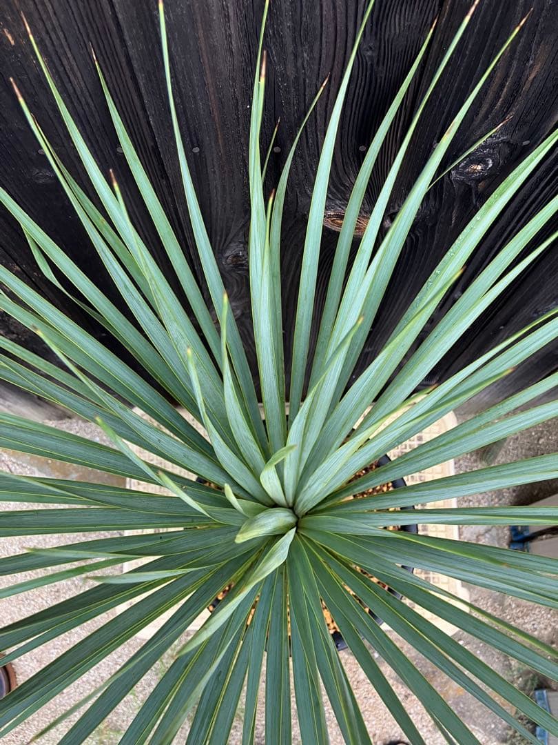 おたまじゃくし　ユッカ ロストラータ　実生2 鉢付き