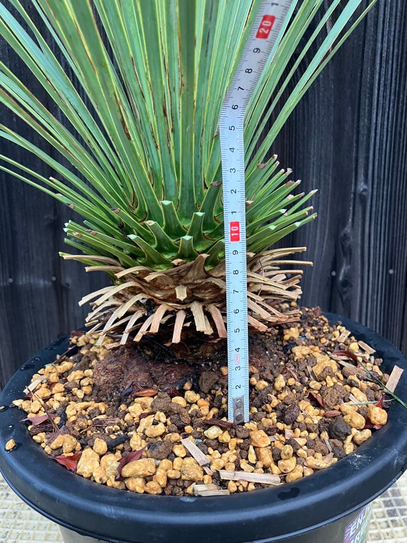 おたまじゃくし　ユッカ ロストラータ　実生2 鉢付き