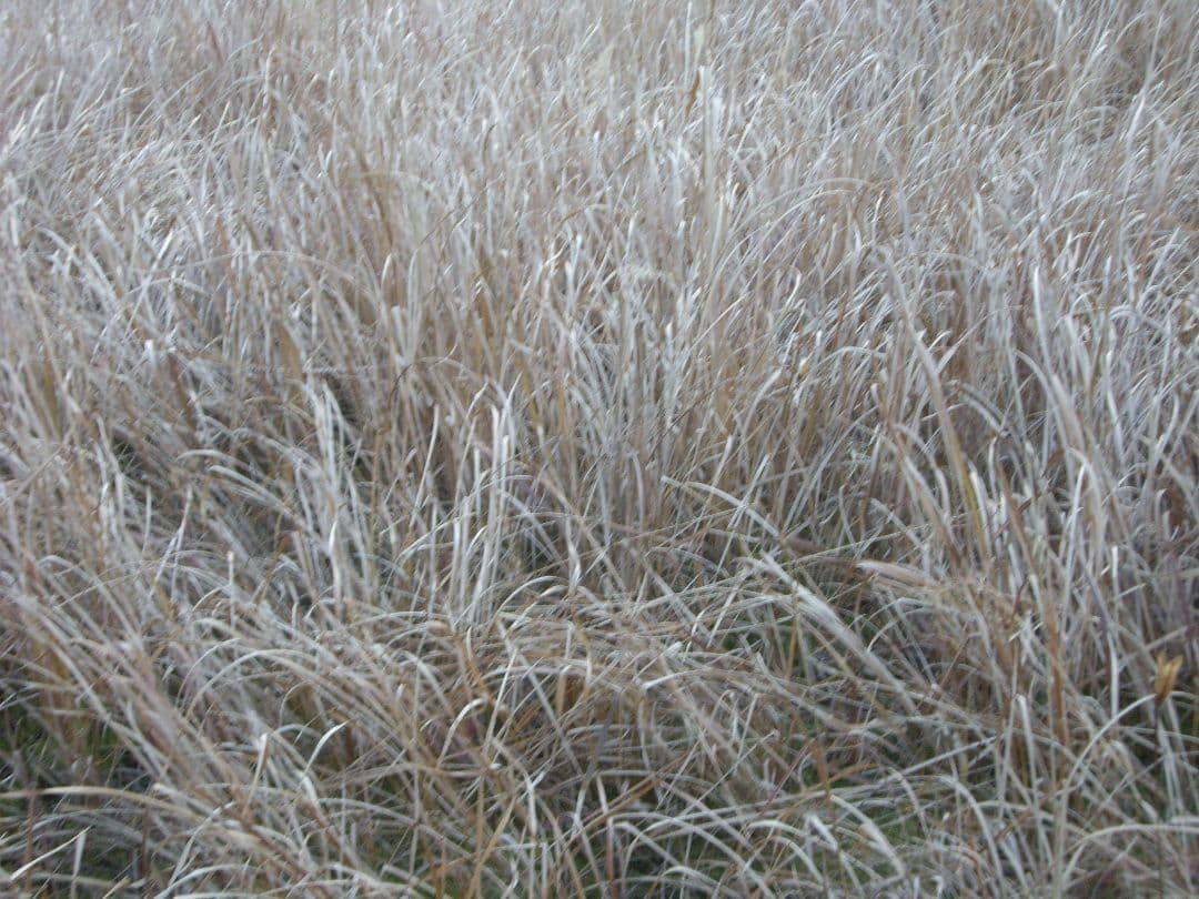 動作確認済み　PENTAX Optio s7　スマホ転送OK