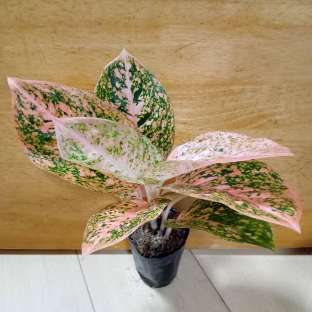 nyanchi　様　アグラオネマ　スターダスト　オレンジ　観葉植物