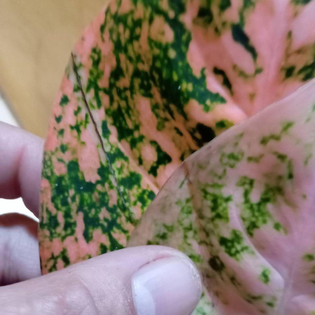 nyanchi　様　アグラオネマ　スターダスト　オレンジ　観葉植物