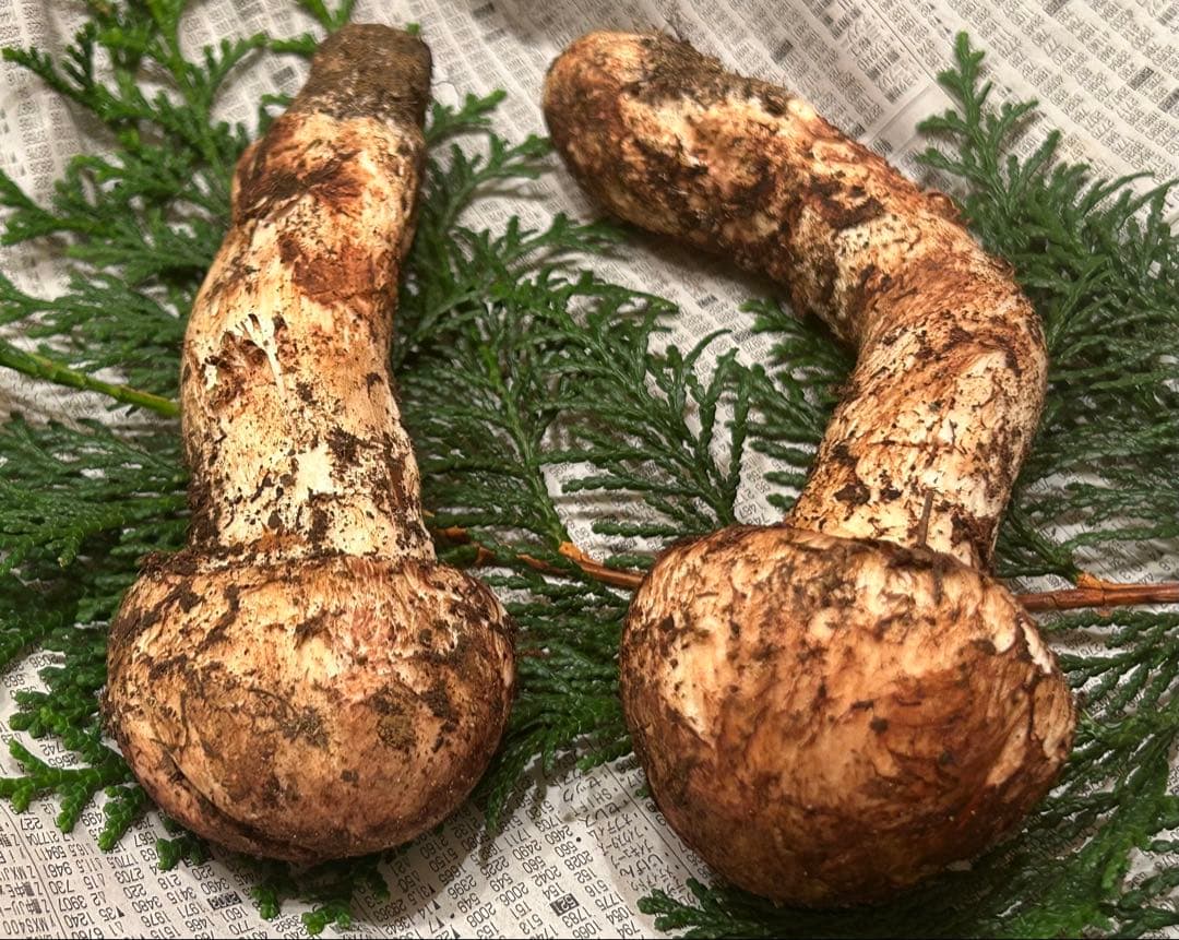 ☆信州産松茸☆今現在約140グラム☆まつたけ☆クール便送料着払い☆国産松茸☆1☆