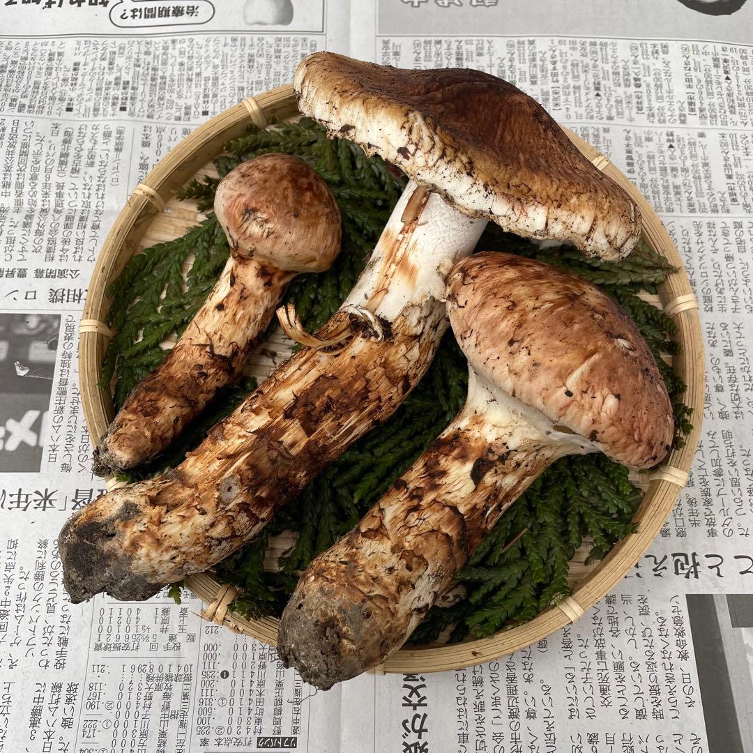 天然きのこ 松茸 国産 マツタケ まつたけ 山形県産 森の凛さん採取 その187