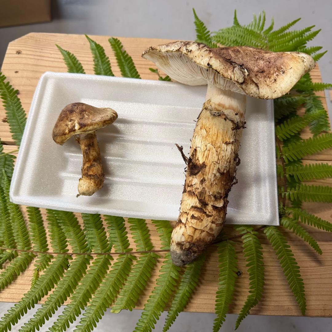 ③松竹梅 即日発送可能 採れたて 和歌山県産 天然松茸 2本 217.6g