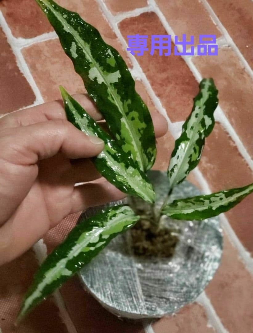 その他観葉植物 Aglaonema pictum
