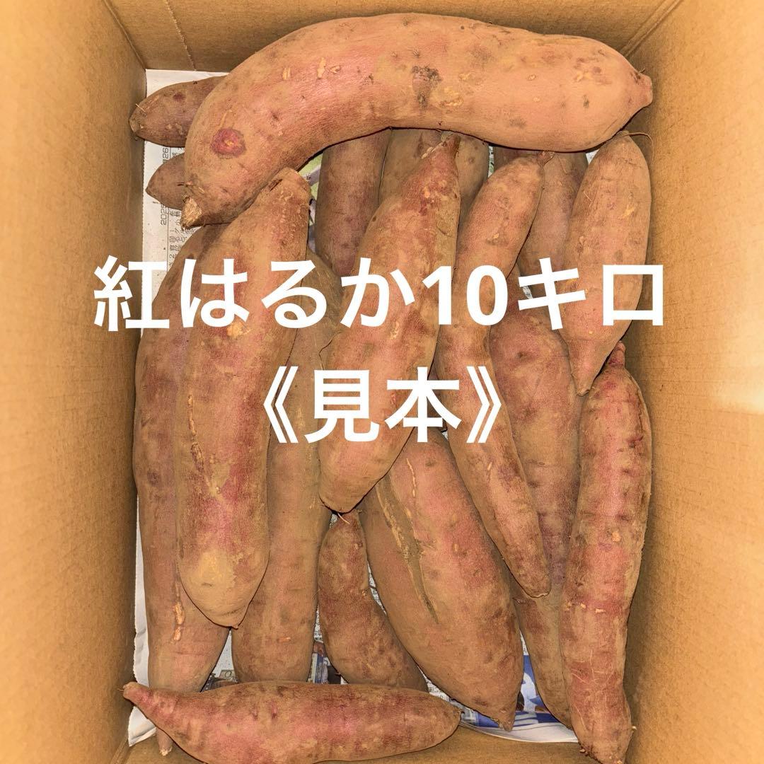 紅はるか10キロ《見本》