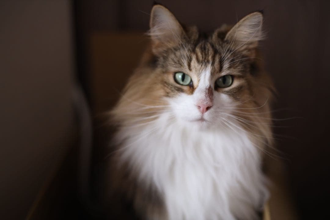 Carl Zeiss Planar T* 50mm F1.4 MMJ マウント付