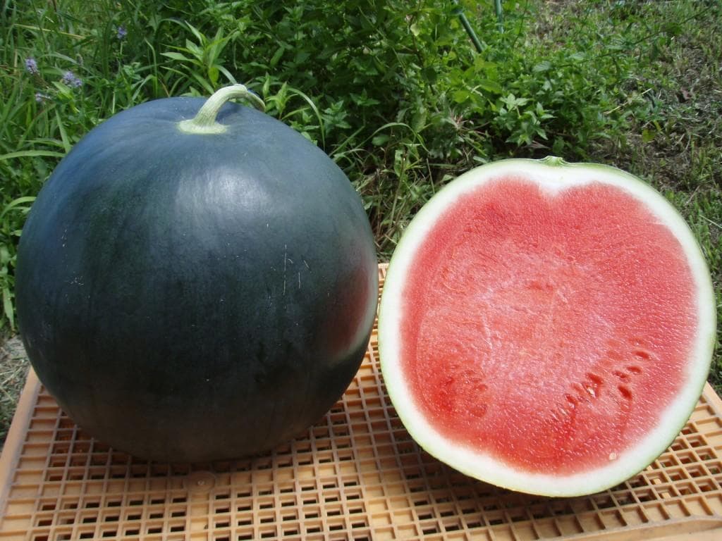 ６㎏×２玉同梱発送・神奈川・向日葵・ブラックジャック