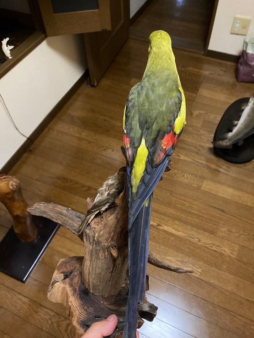 オグロインコの剥製