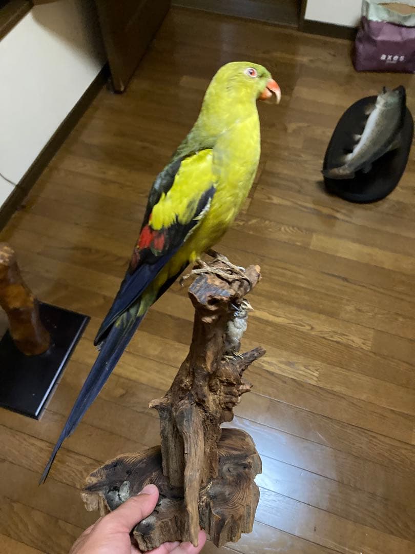 オグロインコの剥製